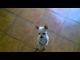 Watch This Adorable Dog Dance to Ana María by Juanlu Montoya