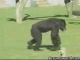 Real Footage Of A Monkey that Smokes