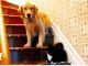 When Dogs Tremble Before Cats - Decoding Household Dynamics