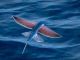 The Flying Fish: Exocoetidae and Their Extraordinary Adaptations