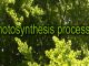 Photosynthesis Process {Step by Step - detailed} ☀️☘️