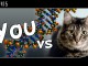 Visual comparison of Human DNA/Genome to other Animal & Plant genomes