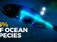 Bioluminescence; Ocean's Glowing Life