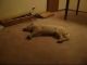 Bizkit, The Hilarious Sleep Walking Dog