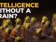 Slime Molds: Intelligence Without a Brain