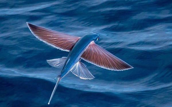 The Flying Fish: Exocoetidae and Their Extraordinary Adaptations