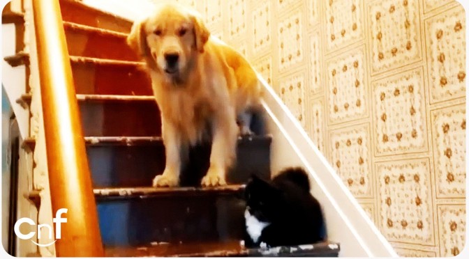 When Dogs Tremble Before Cats – Decoding Household Dynamics