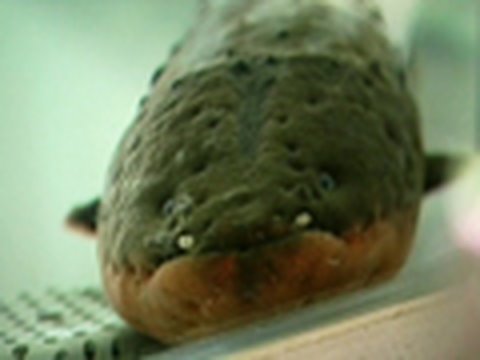 An Electric Eel Lights Up Christmas at the Tennessee Aquarium