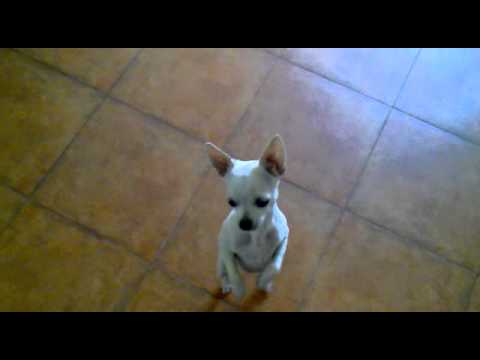 Watch This Adorable Dog Dance to Ana María by Juanlu Montoya