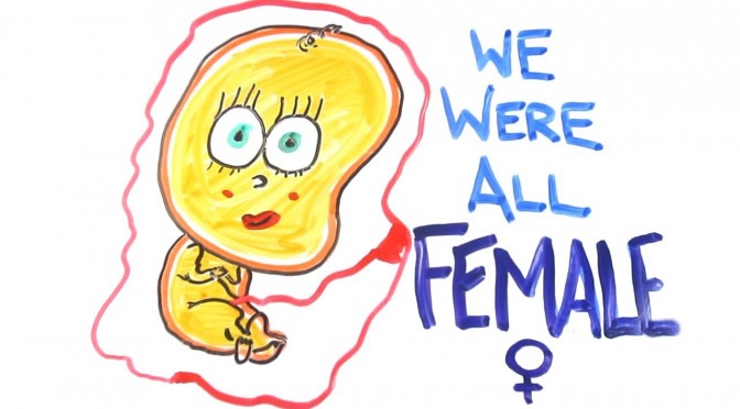 The Journey from Female to Male (In the Womb)