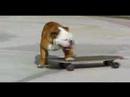 The Skateboarding Bulldog