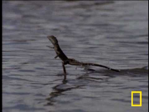 Walking on Water: Exploring the Fascinating Jesus Christ Lizard