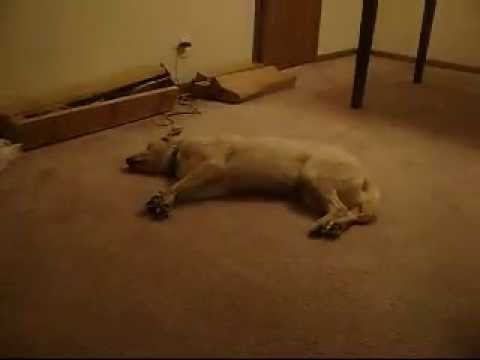 Bizkit, The Famous Sleep Walking Dog