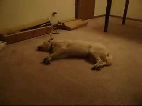 Bizkit, The Hilarious Sleep Walking Dog