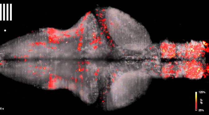 Amazing Zebrafish’s Brain Neurons Firing