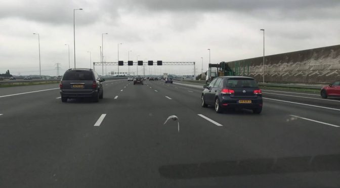 Pigeon Soars at 100km/h Between Cars on a Dutch Highway