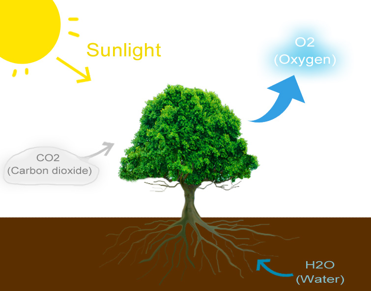 The process of photosynthesis