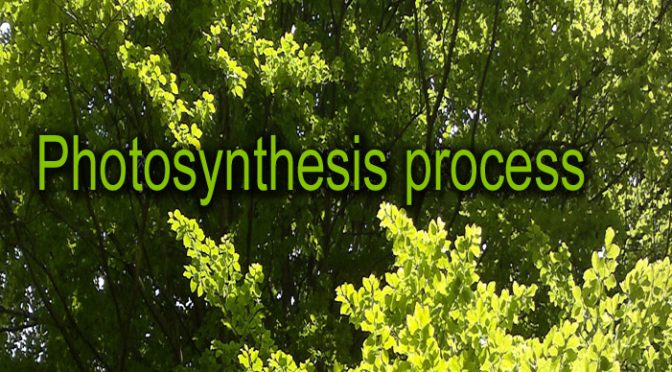 The Step-by-Step of Photosynthesis