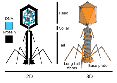 Bacteriophage virus