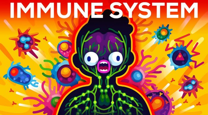 The Immune System Illustrated by Kurzgesagt