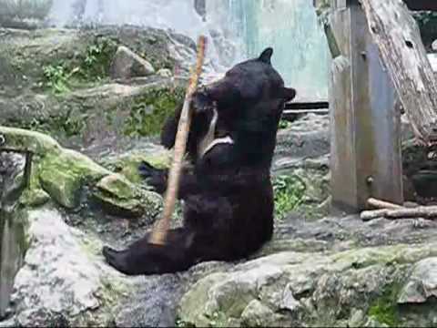 Kung-Fu Bear’s Astonishing Spinning Tricks at a Japanese Zoo