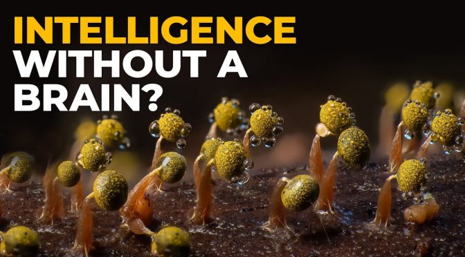 Slime Molds: Intelligence Without a Brain